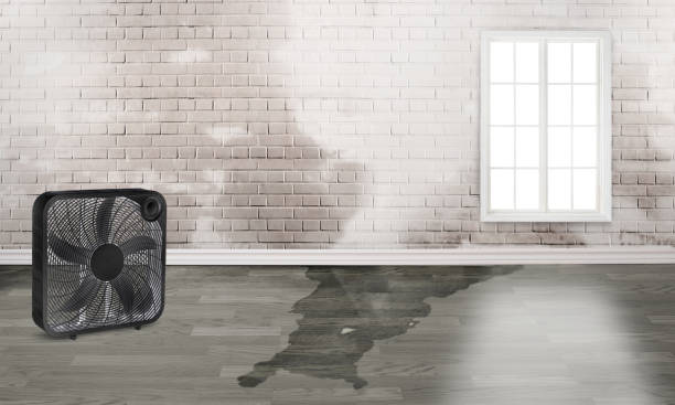 Best 24/7 water damage repair  in Caledonia, MN